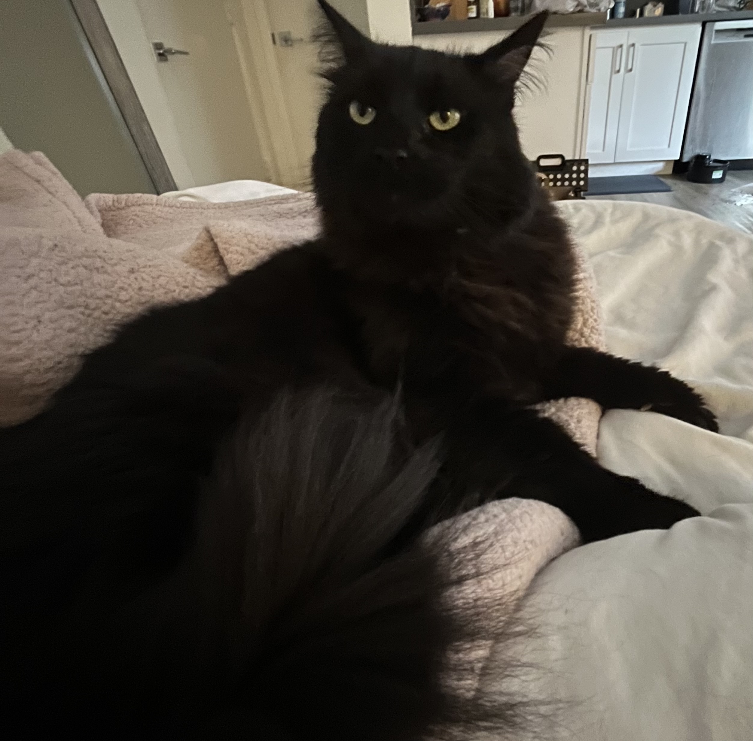 Zuri photo 6
